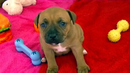 36ème vidéo Chiot n°5 Mâle de la 21ème portée de Staffordland