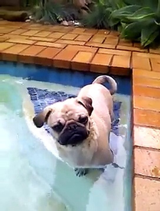 Pug Swimming