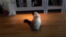 Best Funny cats dancing gangnam style - Funny cats meowing - Funny cats