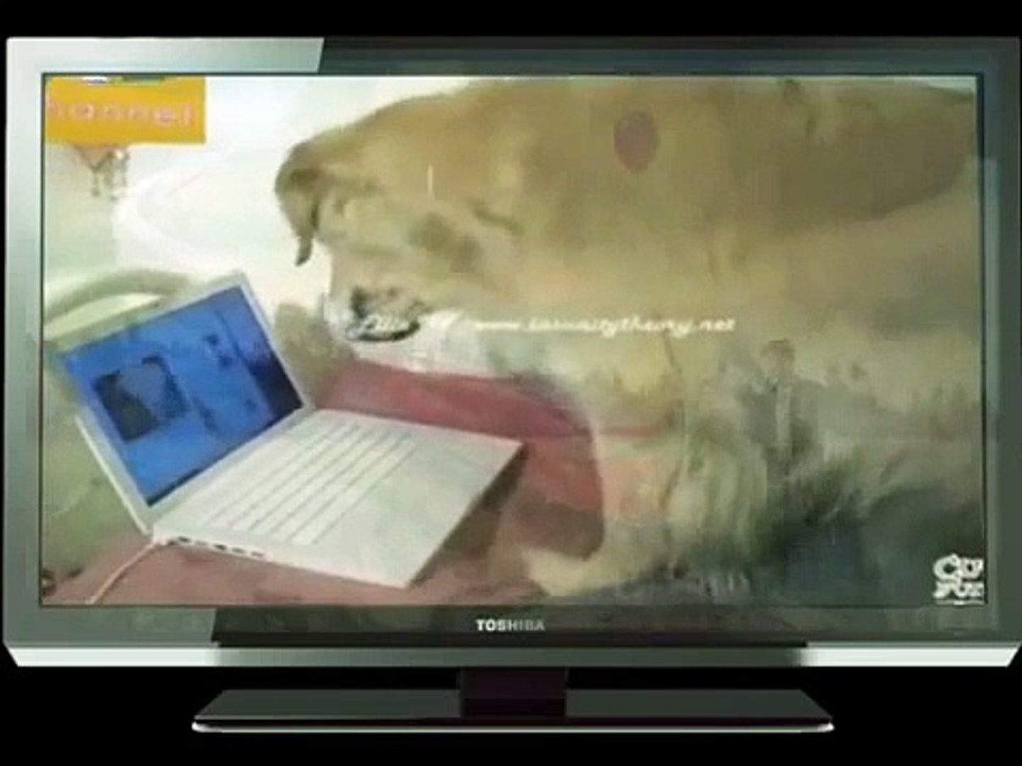 Funny dog videos   Funny dog videos try not to laugh   Dog video