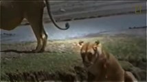Lions Documentary: Lion, The Animals Nightmare - Lions vs Hyenas & Much More! - National Geographic
