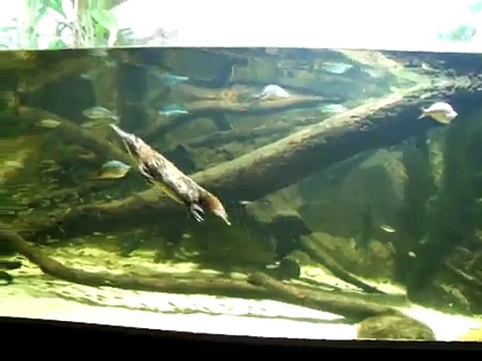 Duck-Billed Platypus