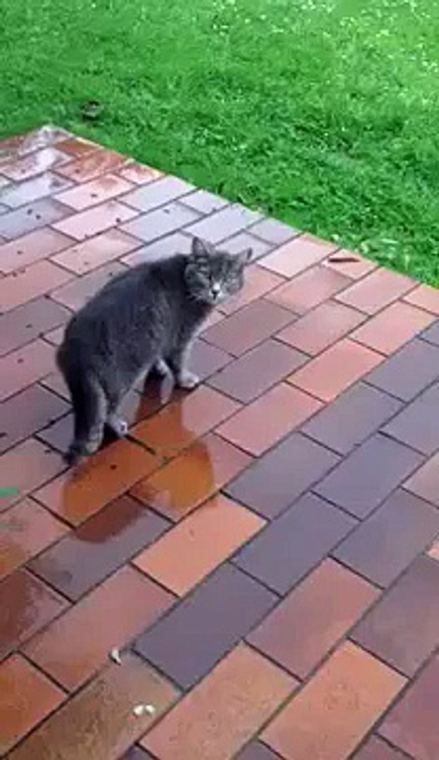 Le Chat Sous La Pluie Video Dailymotion