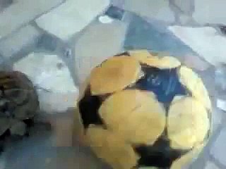 TARTARUGA CHE GIOCA CON LA PALLA