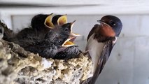 Slow motion swallow by iPhone5s./iPhone5sで撮るツバメの子育て