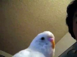 Budgie laughing and babbling