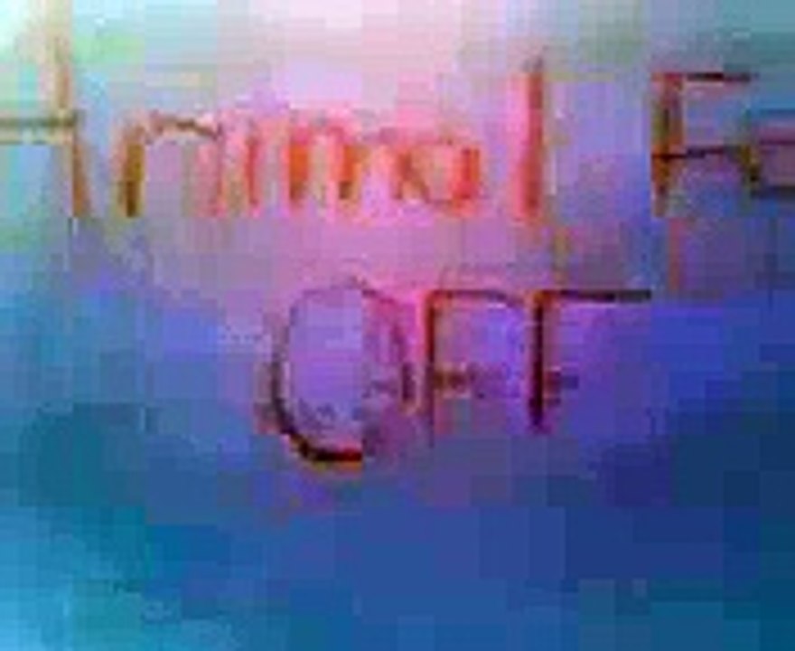 Animal face off