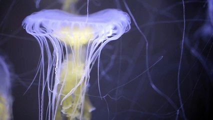Jammin' with Jellies at Point Defiance Zoo & Aquarium