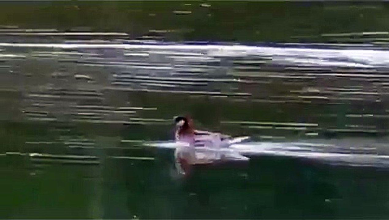 Red-necked Phalarope