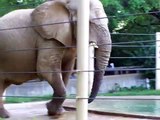 Elephant Throws A Fit