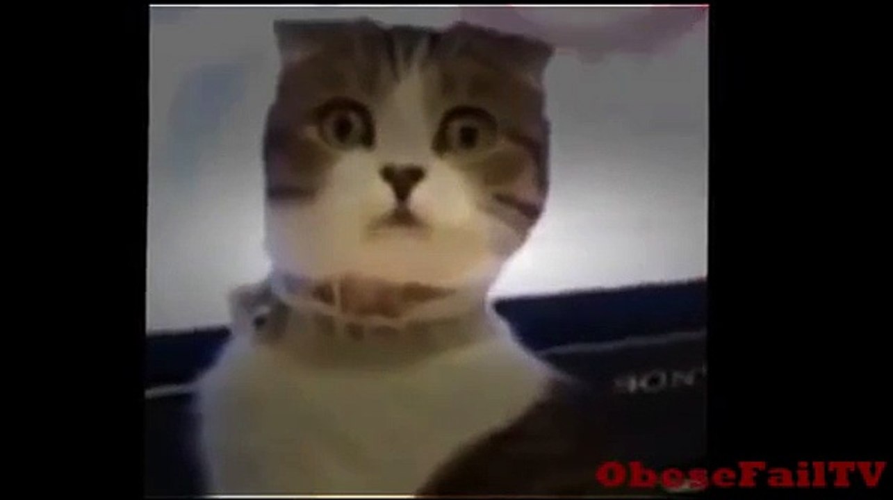 Funny Cats and Dogs Vines Compilation | Dogs VS Cats Vines Compilation (Dog Vines Start at 13:48)