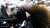 Hornby Island Scuba Diving with Sea Lions BC, Canada, 2013