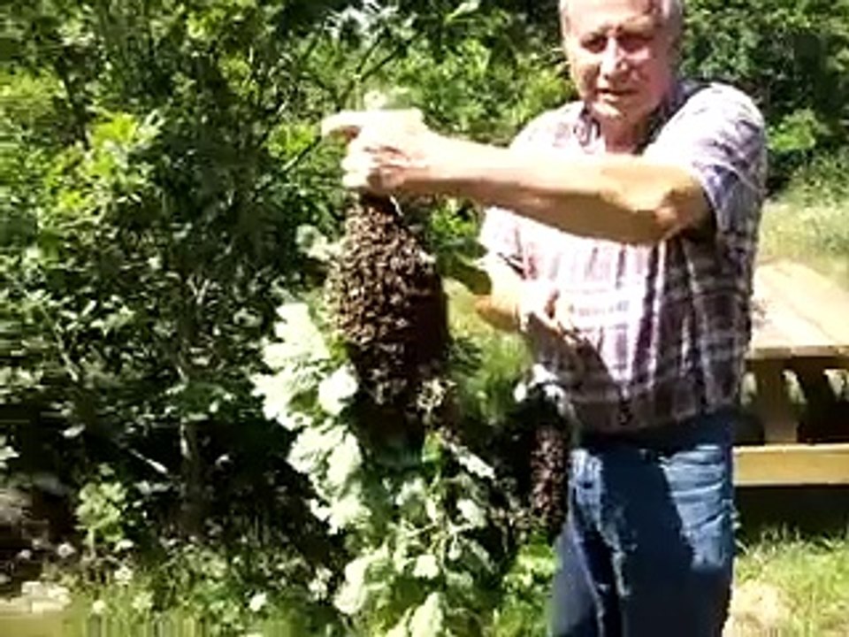 Bees Insects Swarm St Johns Northwood