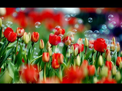 [Heavenly Revelations] Flowers In Heaven Were Giving Glory To God