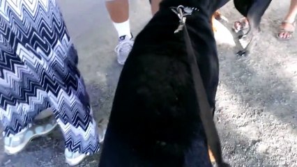 CANE CORSO VS  TWO ROTTWEILERS