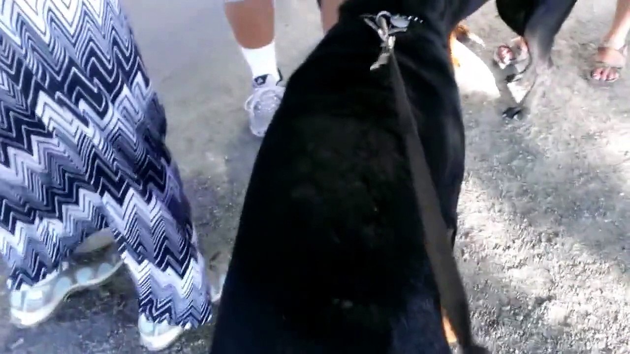 CANE CORSO VS  TWO ROTTWEILERS