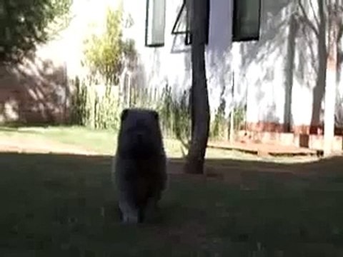 Cinnamon #1 Chow Chow Puppy Female