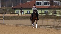 -sold- Quadriga : Dressage gelding by Dr. Jackson ideal for young rider