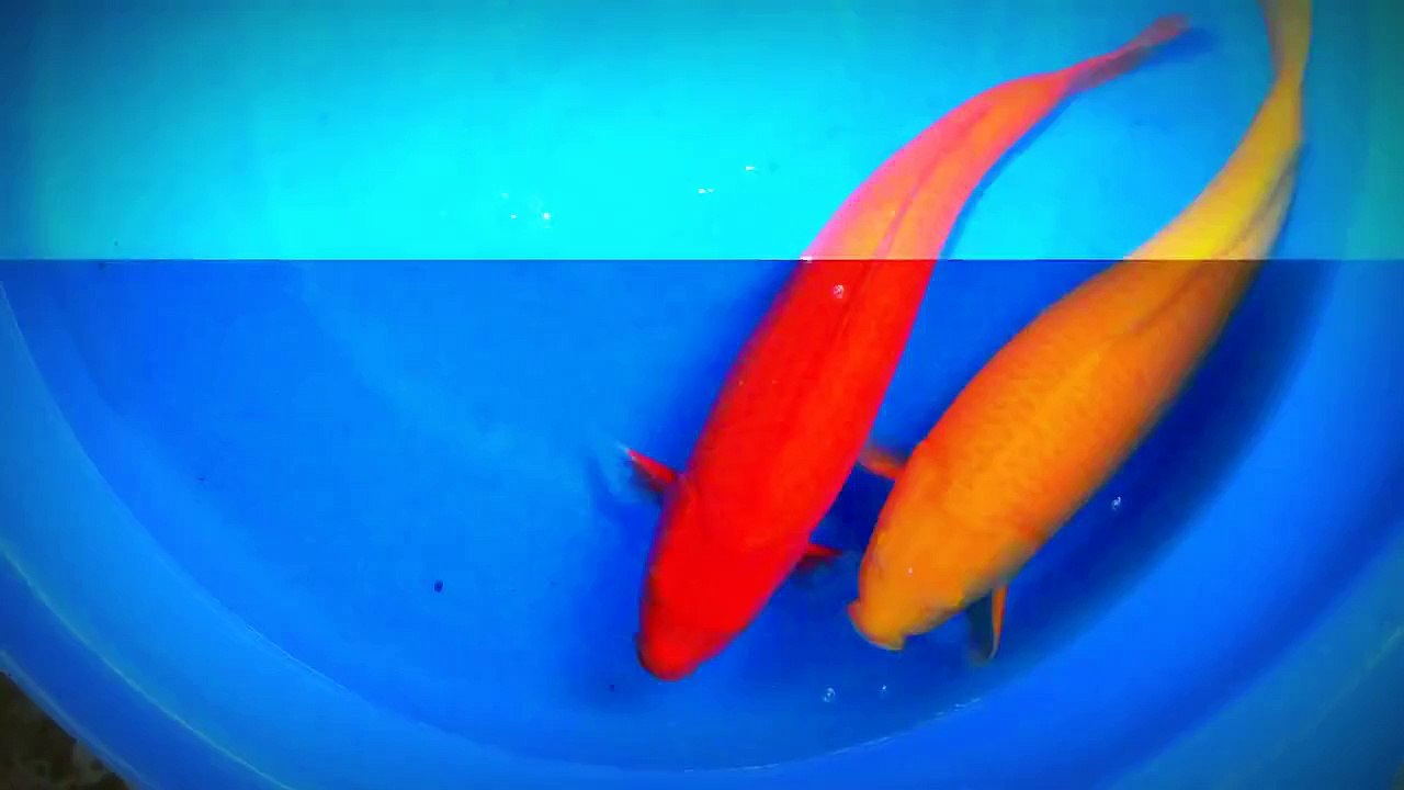 100 0007