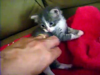 Baby kitten being tickled~cute!