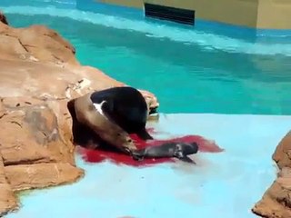 Sea Lion giving birth