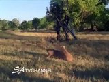 Animal Attack Lion hunting Cubs Top ten10@attack to attack