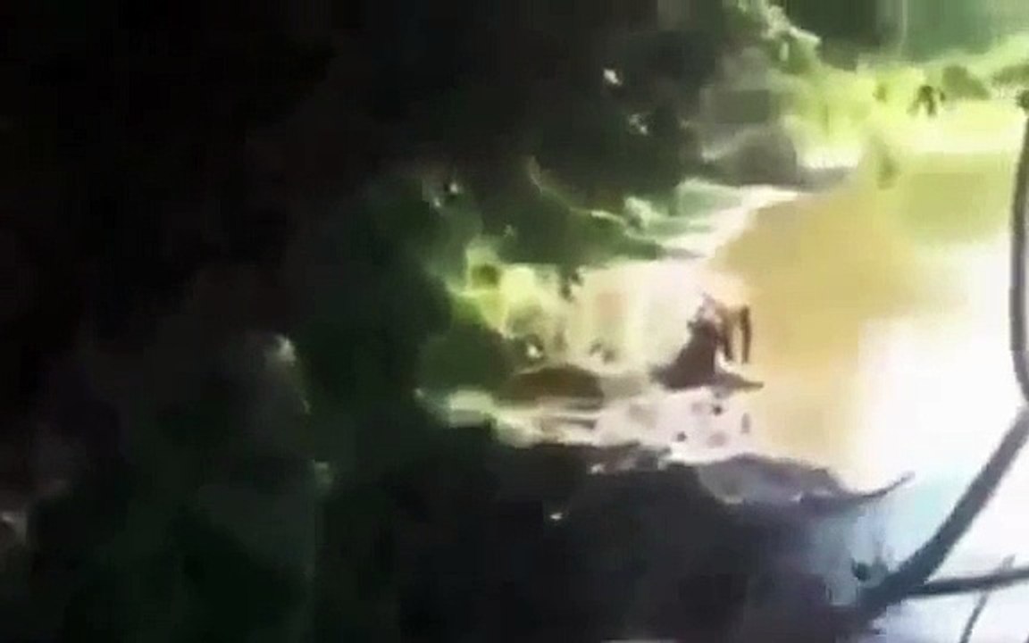 Animal Attack Dog Catches Huge Fish Top ten10@attack