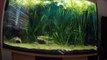 Aquarium Zeitraffer Time-Lapse Axolotl Lotl Fish Tank