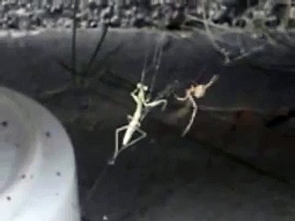 カマキリ　VS　くも
