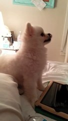 Roux le loulou de Poméranie éternue