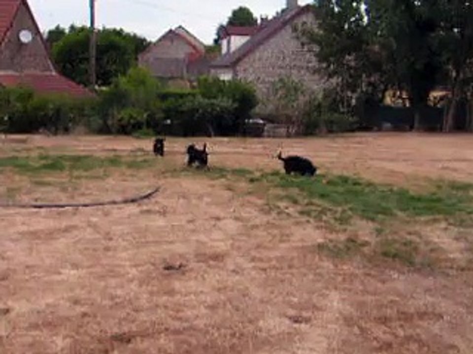 Chiots bouvier bernois du cristal ensoleillé.