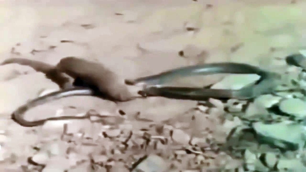 Cobra Vs Mongoose Attack , King Cobta Animals F...
