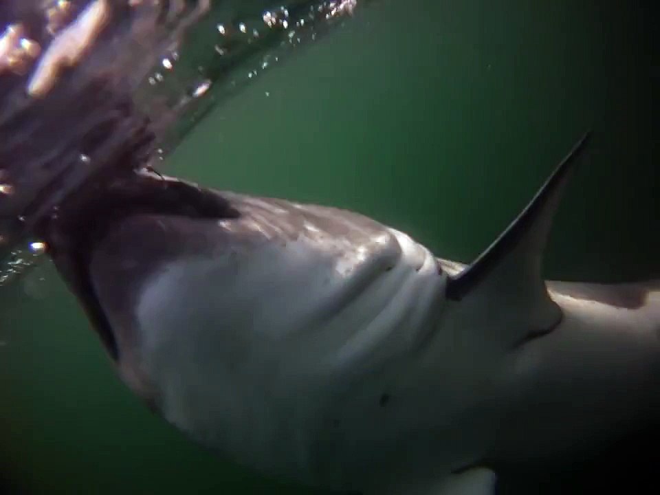 Salmon Shark