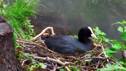 Folaga al Ponte Dante di Treviso  sta covando