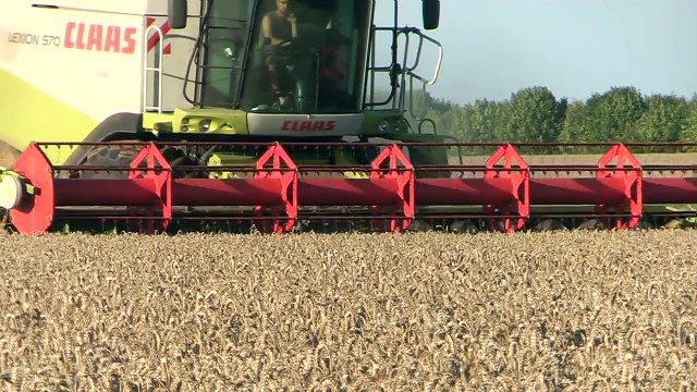 Big harvest with 4 Claas Lexion 600, 570, 510 - moisson blé 2011