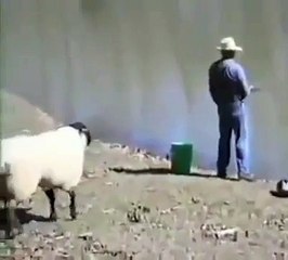Sheep hits man on his butt - Must Watch Funny Video