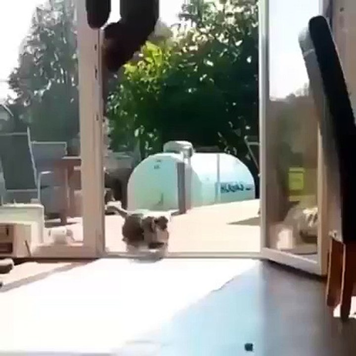 ŞAŞKIN KÖPEK
