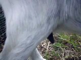 Milking a Miniature goat