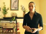 Caring for Parakeets : Feeding Parakeets