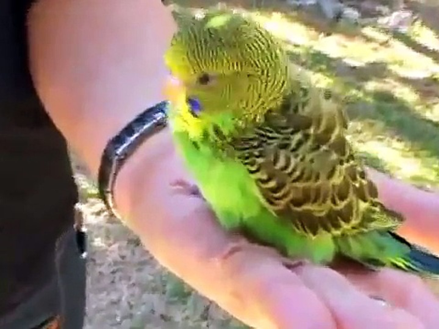 ⁣Caring for Parakeets : Clipping Parakeet Nails