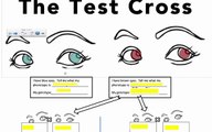 Genetic Crosses - The Test Cross (IB Biology)
