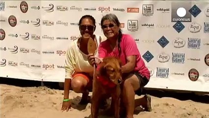Competición canina sobre las olas