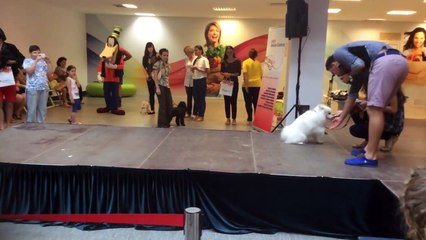 Very Important Pets - Iulius Mall Dog Show