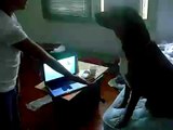 talented dog can shake hands