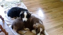 Australian Shepherd Puppy Day Dream