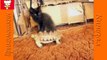 Смешные кошки  Приколы с животными 2015  Funny cats vine compilation