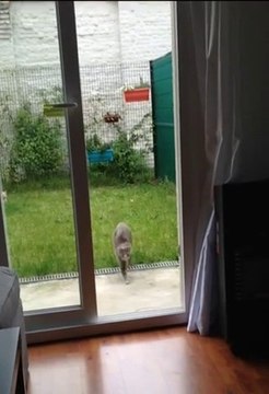 Cat Frontflip + Faceplant