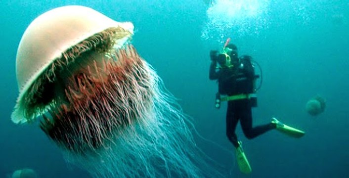 Canavar Balıklar: 4. Bölüm - Canavar Denizanası