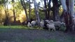 Working Kelpie, Pippa cont Sheep Herding Training