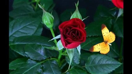 Feliz dia de las Madres